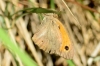 Maniola jurtina Maniola jurtina