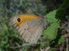 Maniola jurtina Maniola jurtina