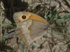 Maniola jurtina Maniola jurtina