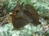 Maniola jurtina Maniola jurtina