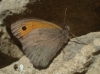 Maniola jurtina Maniola jurtina