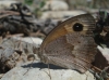 Maniola jurtina Maniola jurtina