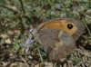Maniola jurtina Maniola jurtina