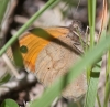 Maniola jurtina Maniola jurtina