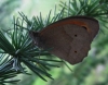 Maniola jurtina Maniola jurtina