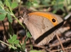 Maniola jurtina Maniola jurtina