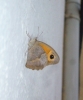 Maniola jurtina Maniola jurtina