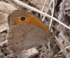 Maniola jurtina Maniola jurtina