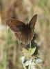 Maniola jurtina Maniola jurtina