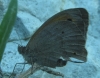 Maniola jurtina Maniola jurtina