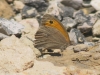 Maniola jurtina Maniola jurtina