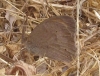 Maniola jurtina Maniola jurtina