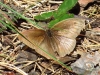 Maniola jurtina Maniola jurtina