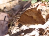 Maniola jurtina Maniola jurtina