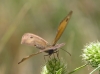 Maniola jurtina Maniola jurtina