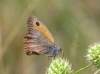 Maniola jurtina Maniola jurtina