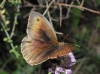 Maniola jurtina Maniola jurtina