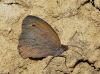 Maniola jurtina Maniola jurtina