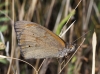 Maniola jurtina Maniola jurtina