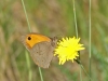 Maniola jurtina Maniola jurtina