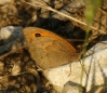 Maniola jurtina Maniola jurtina