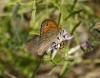 Maniola jurtina Maniola jurtina