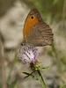 Maniola jurtina Maniola jurtina