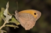 Maniola jurtina Maniola jurtina