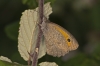 Maniola jurtina Maniola jurtina