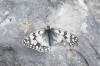 Melanargia russiae Melanargia russiae