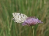 Melanargia russiae Melanargia russiae