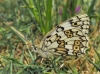 Melanargia russiae