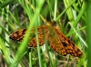 Melitaea deione