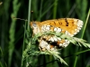 Melitaea deione