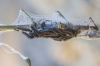 Melitaea deione