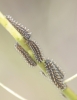 Melitaea deione Melitaea deione