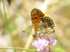 Melitaea deione Melitaea deione