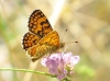 Melitaea deione Melitaea deione