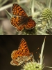 Melitaea deione Melitaea deione