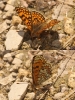 Melitaea deione Melitaea deione