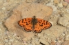 Melitaea didyma Melitaea didyma