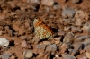 Melitaea didyma Melitaea didyma