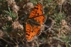 Melitaea didyma Melitaea didyma