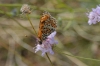 Melitaea didyma Melitaea didyma