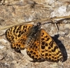 Melitaea didyma Melitaea didyma