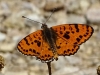 Melitaea didyma Melitaea didyma