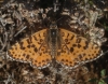 Melitaea didyma Melitaea didyma