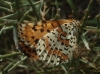 Melitaea didyma Melitaea didyma