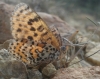 Melitaea didyma Melitaea didyma