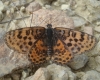 Melitaea didyma Melitaea didyma